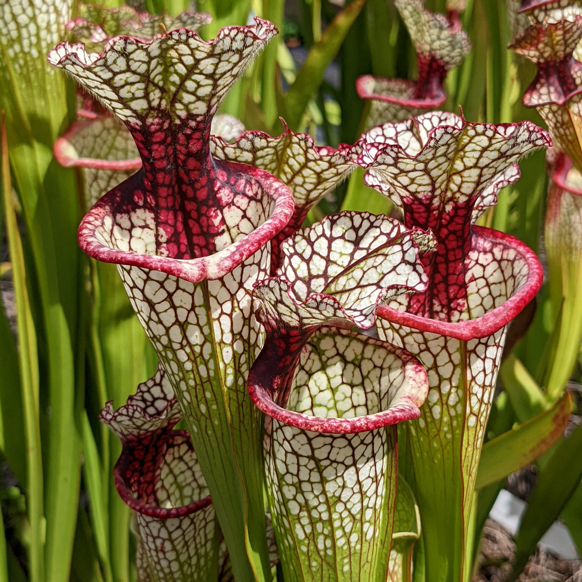 Sarracenia - North American Pitcher Plants – Flytrap King