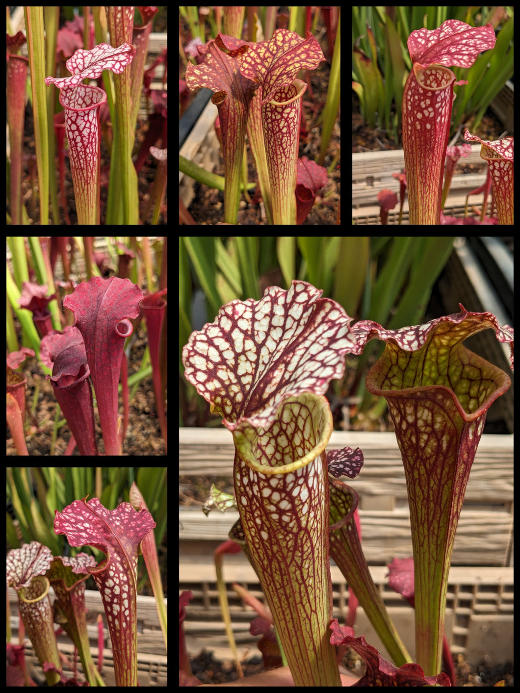 Sarracenia ‘Kilimanjaro’ x “Blood Moon” pitcher plant