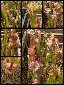 Sarracenia "Bento" x “Elvis Wilkerson” pitcher plant