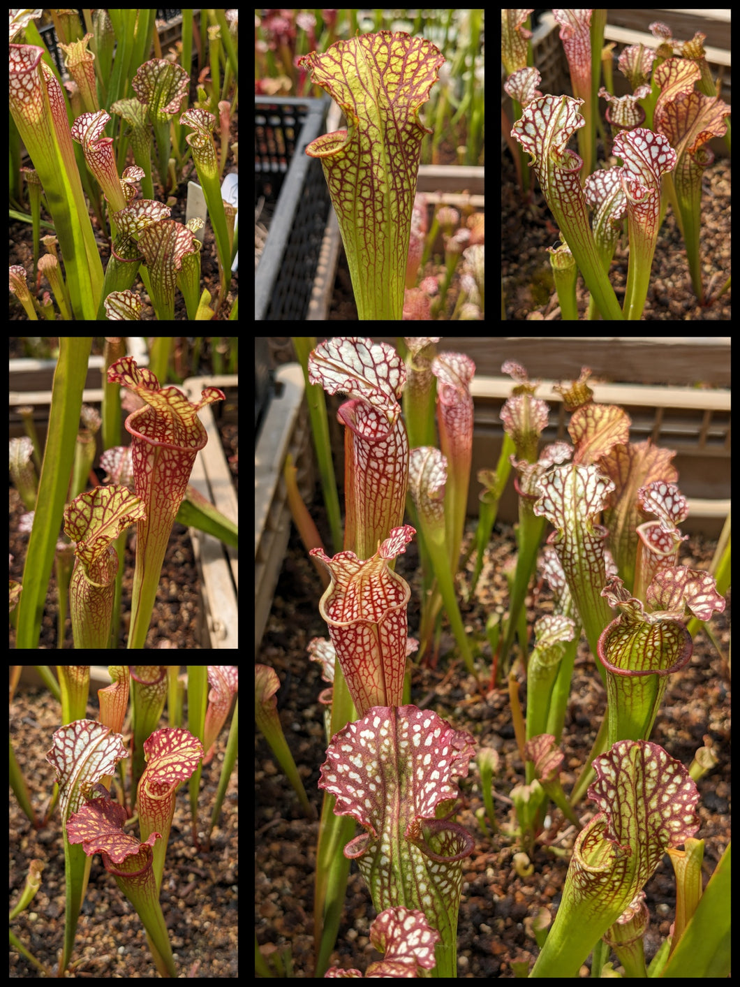 Sarracenia 