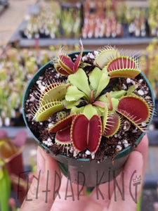 3’’ pot of Flexx Venus Flytraps