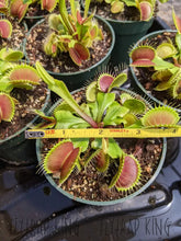 Load image into Gallery viewer, 4’’ pot of Flexx Venus Flytraps