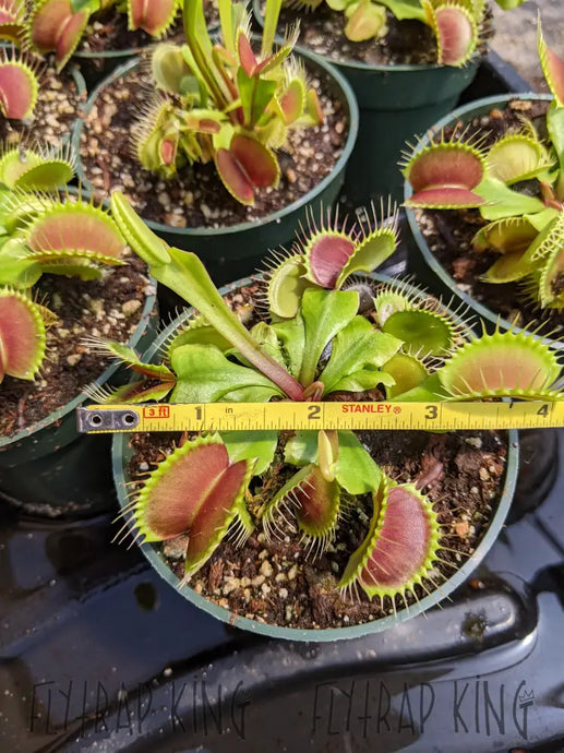 4’’ pot of Flexx Venus Flytraps