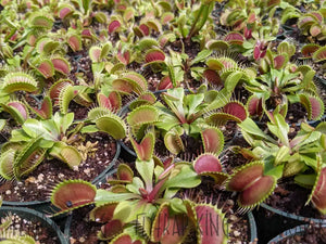 4’’ pot of Flexx Venus Flytraps