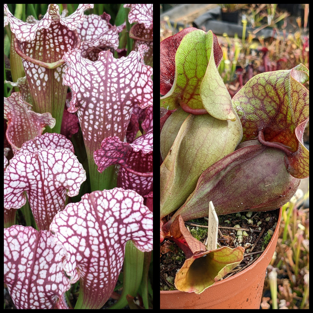 Sarracenia ‘Biggie Shorty’ x rosea seeds