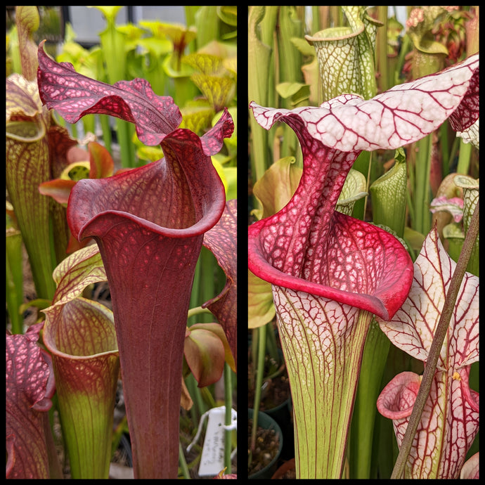 Sarracenia ‘Royal Ruby’ x ‘Caitrin Claire’ seeds