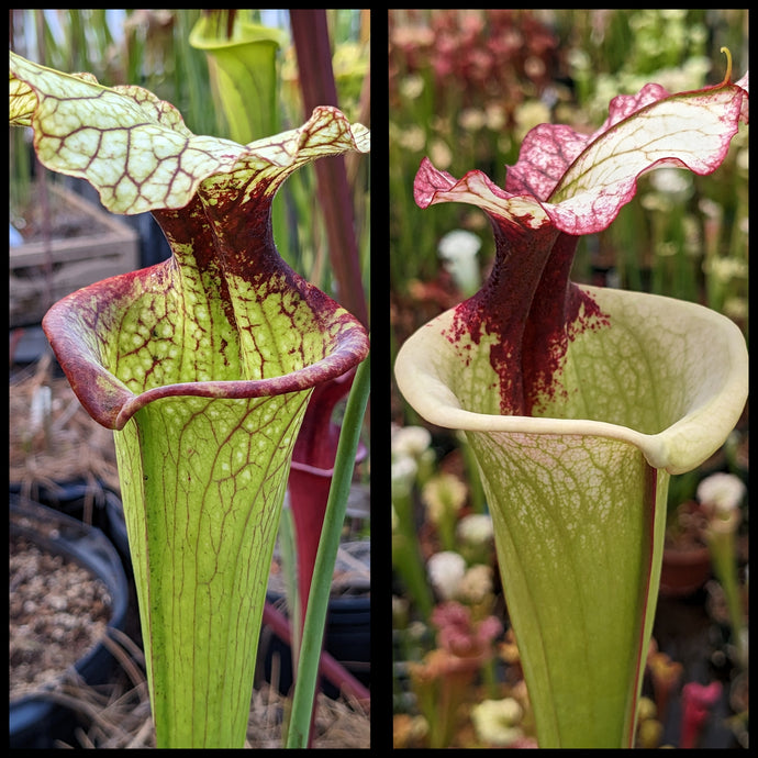 Sarracenia moorei 'Hot Lips' x 'Legacy' seeds