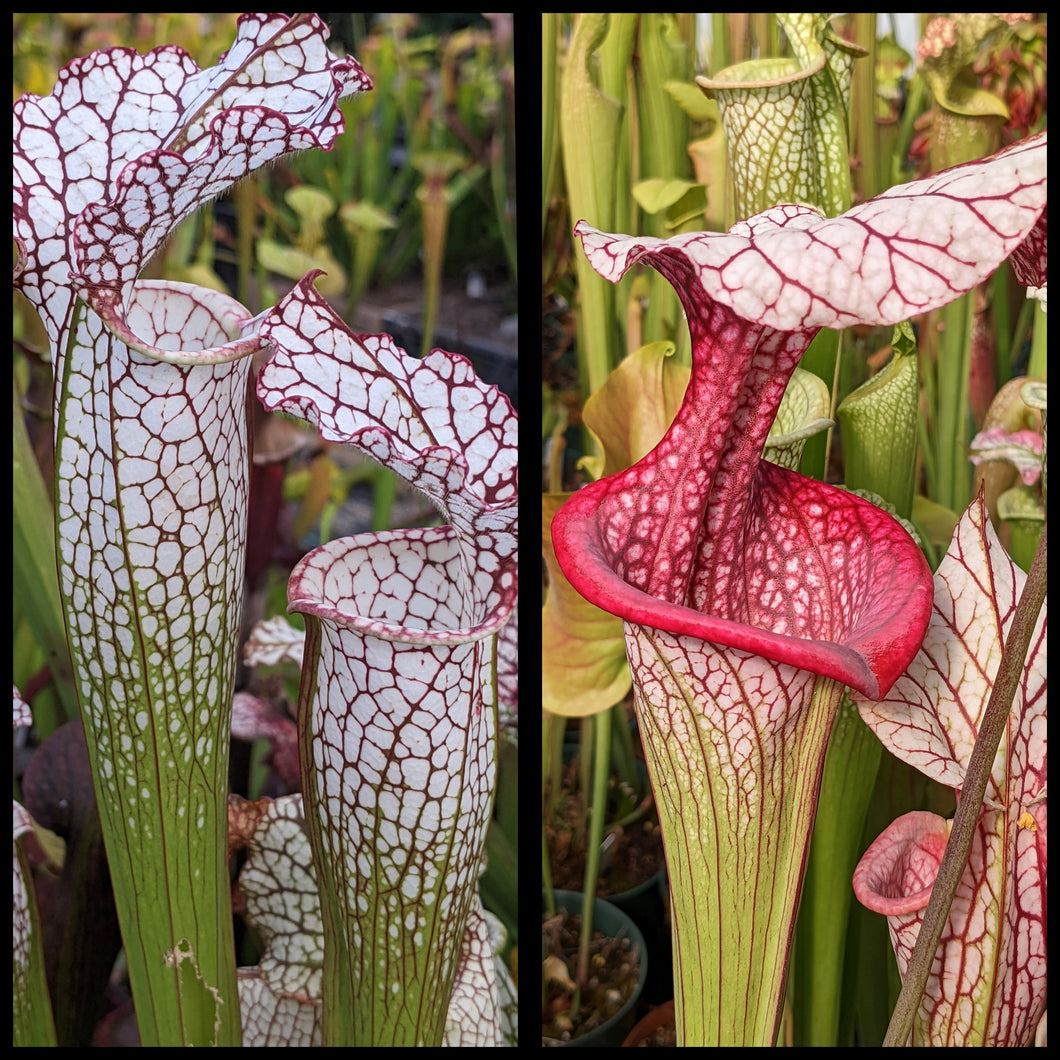 Sarracenia (‘Kilimanjaro’ x ‘Lunchbox’)  x 'Caitrin Claire' seeds