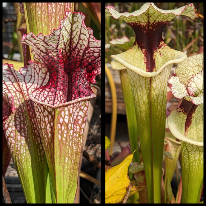 Sarracenia “Drew McClain” x ‘Legacy’ seeds