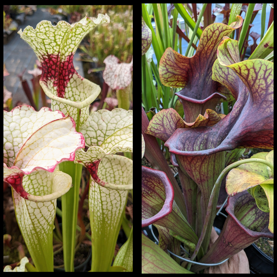 Sarracenia (