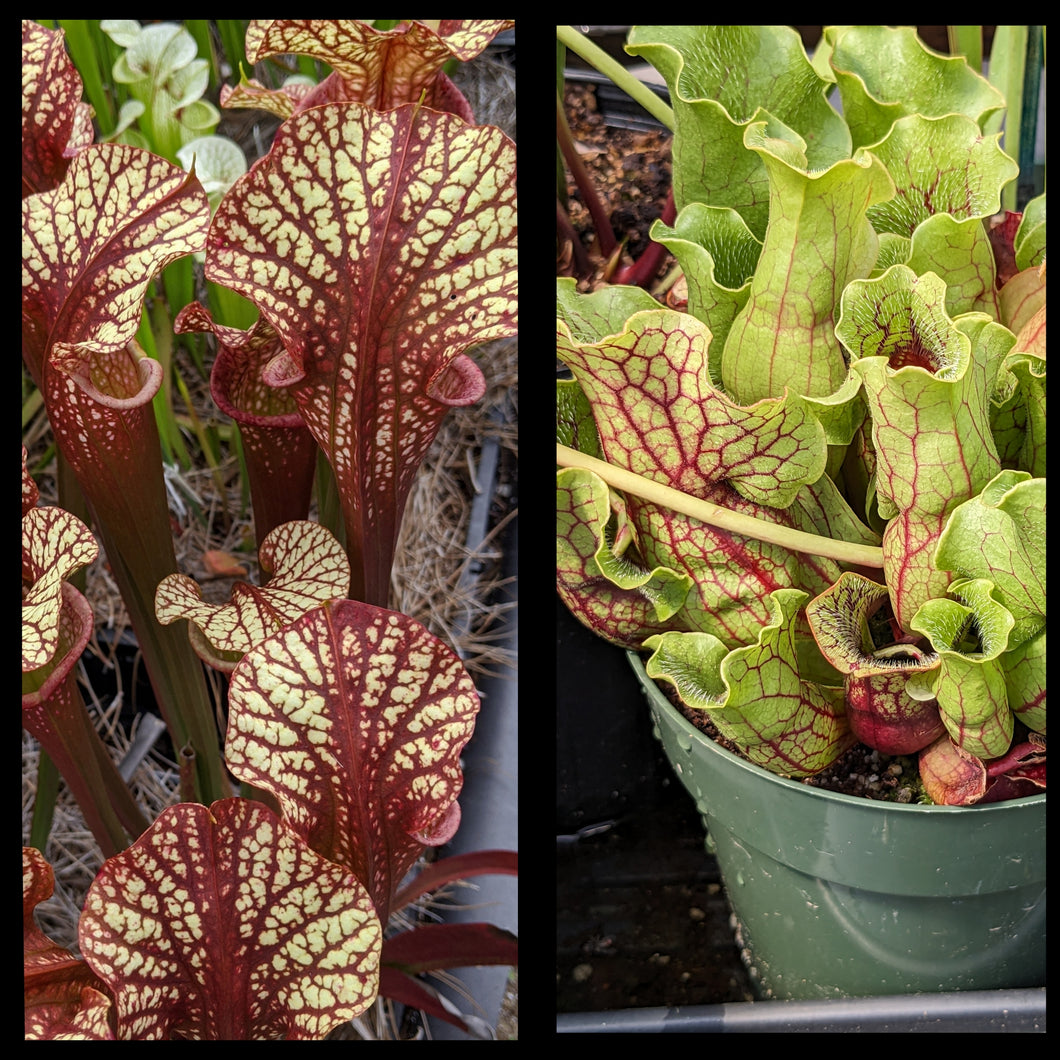 Sarracenia 'Dragon Queen' x purpurea 