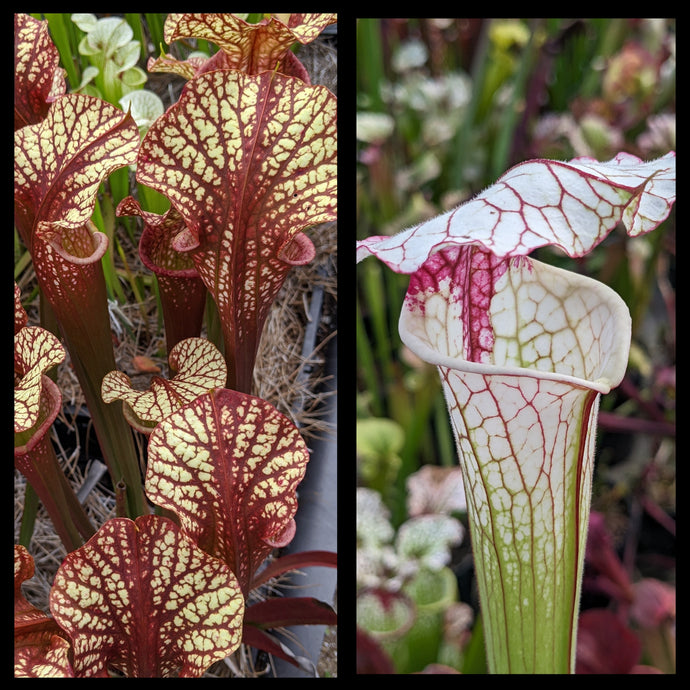 Sarracenia 'Dragon Queen' x 'Iamsatyricon' seeds