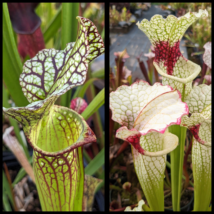 Sarracenia (leucophylla x King Cobra) x  (