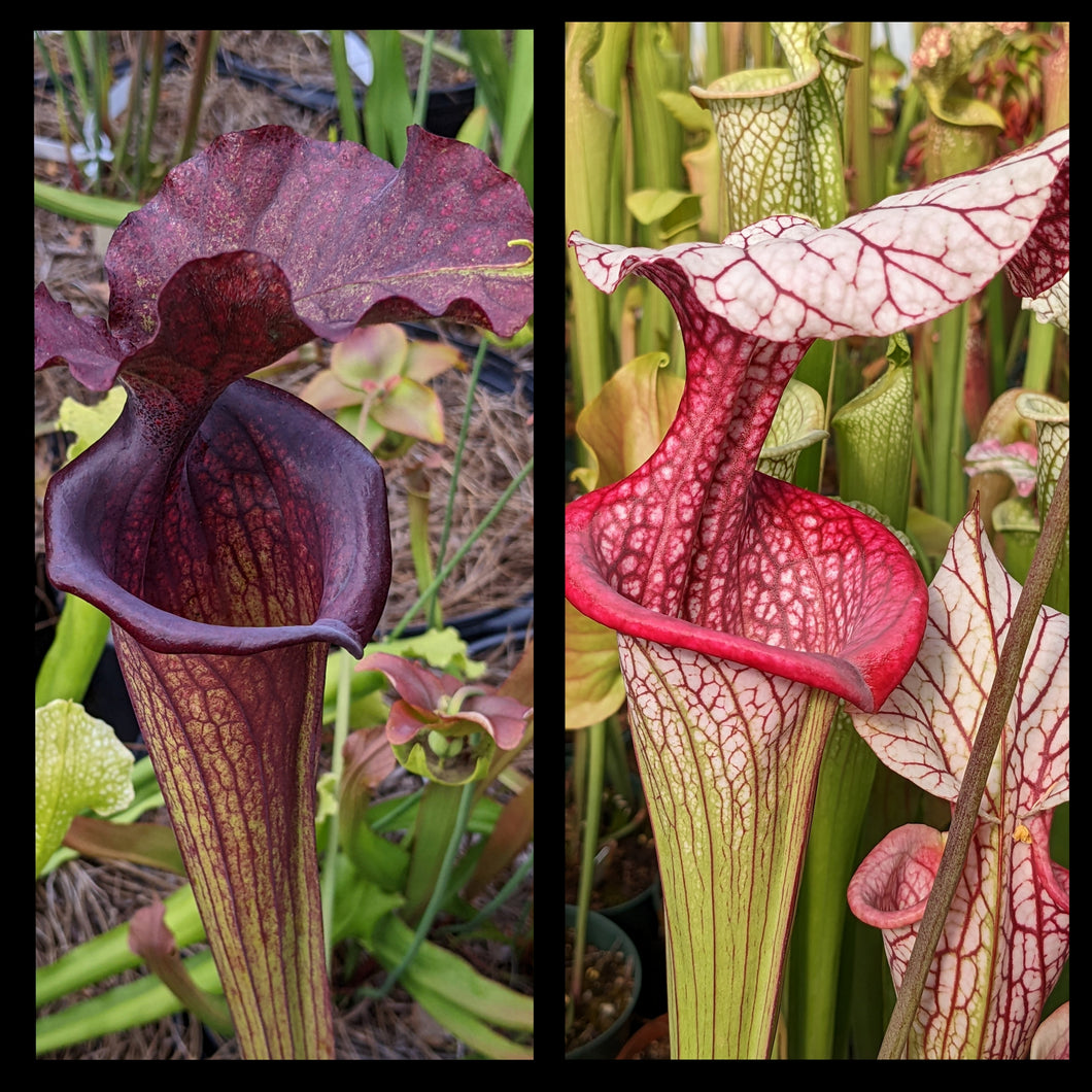 Sarracenia ‘Saurus’  x ‘Caitrin Claire’ seeds