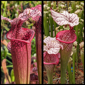 Sarracenia "Ellie Wang" x "Caitrin Claire" seeds