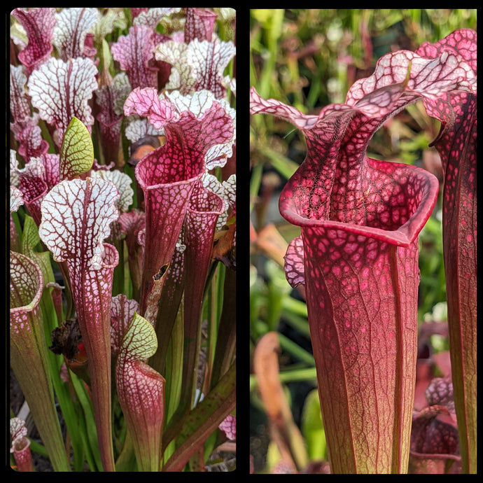 Sarracenia “Hawaiian Ice” x “Ellie Wang” seeds