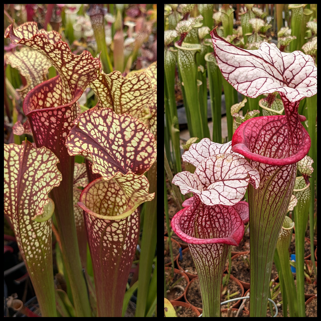 Sarracenia (Dragon Queen x Hawaiian Ice Sibling) x “Caitrin Claire” seeds