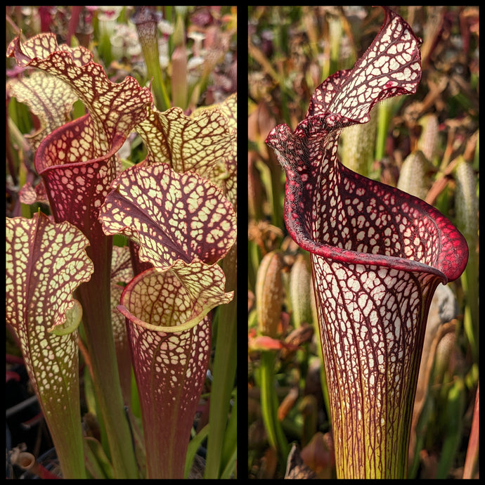 Sarracenia (Dragon Queen x Hawaiian Ice Sibling) x 'The Kraken' seeds