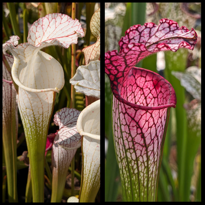 Sarracenia leucophylla 