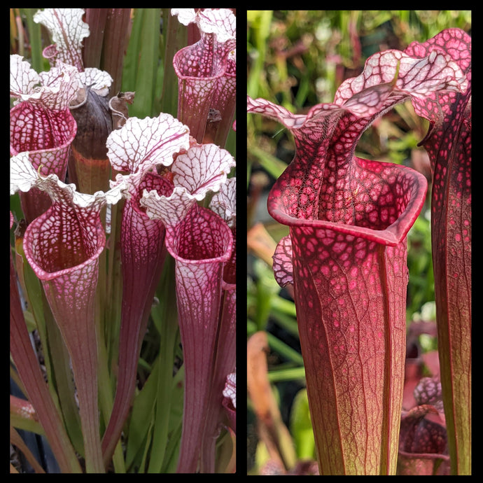 Sarracenia 