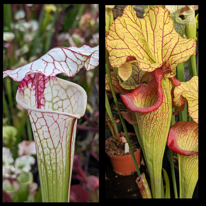 Sarracenia 'Iamsatyricon' x 'Yellow Hornet' seeds