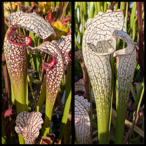 Sarracenia “White Scorpion” x (excellens x moorei) seeds