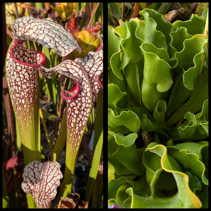 Sarracenia (excellens x moorei) x  purpurea ssp. purpurea “albino” seeds