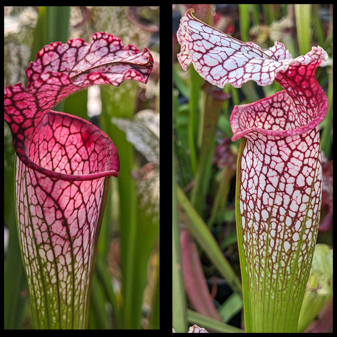 Sarracenia leucophylla 