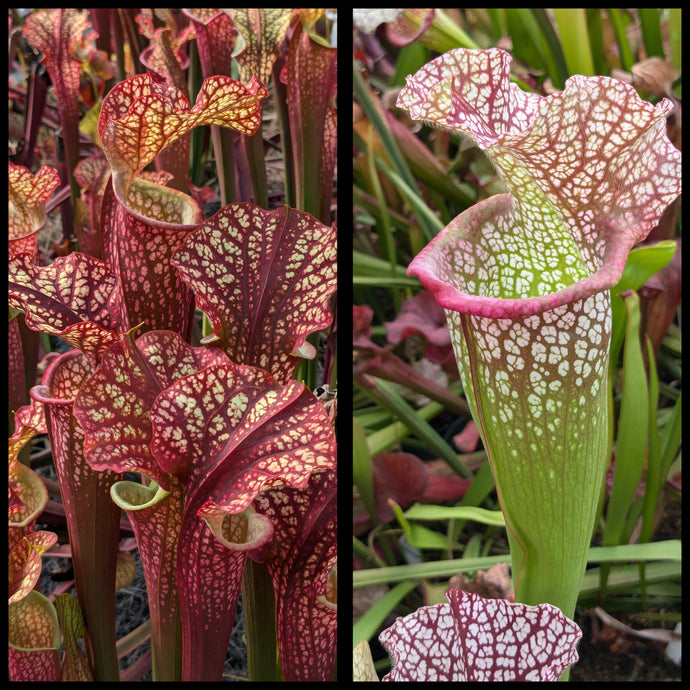 Sarracenia 'Dragon Queen' x 