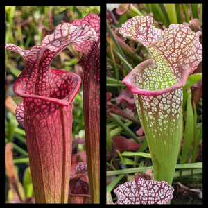 Sarracenia "Ellie Wang" x "Megamouth" seeds