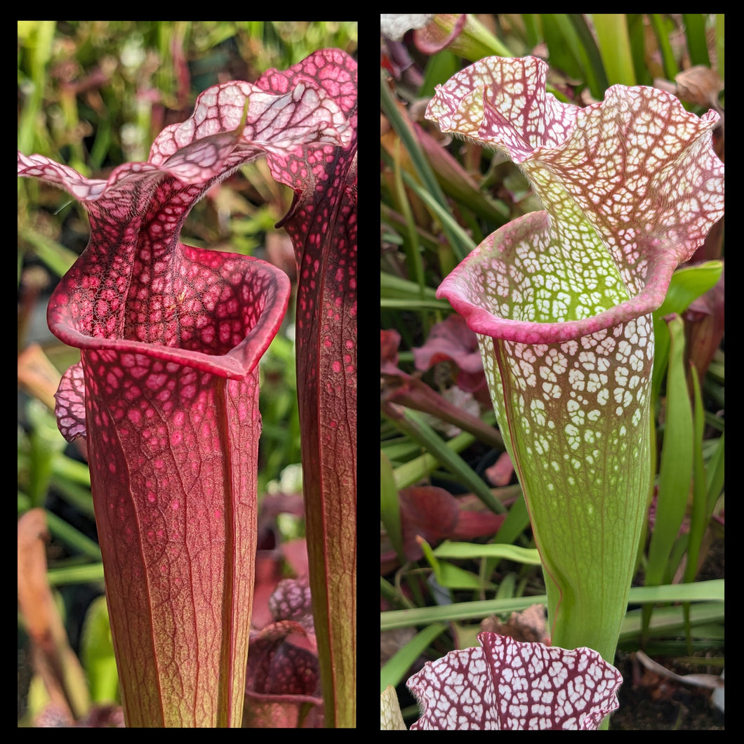 Sarracenia 