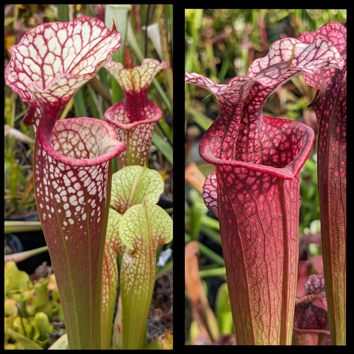 Sarracenia ('Lunchbox' x 