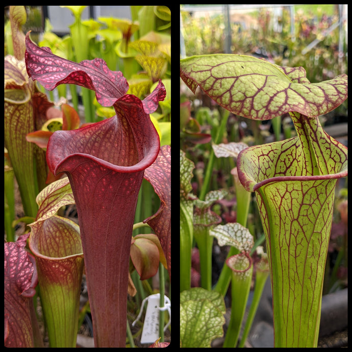 Sarracenia 'Royal Ruby' x 