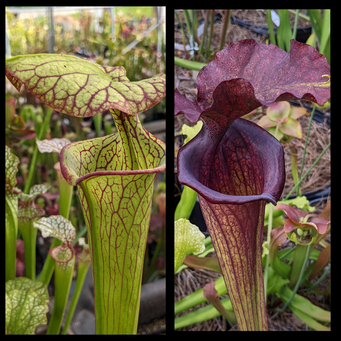 Sarracenia 