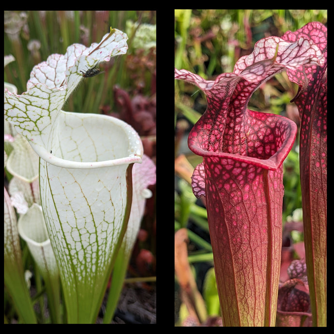 Sarracenia 'Hurricane Creek White' clone F x 'Ellie Wang' seeds