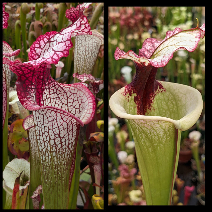 Sarracenia 