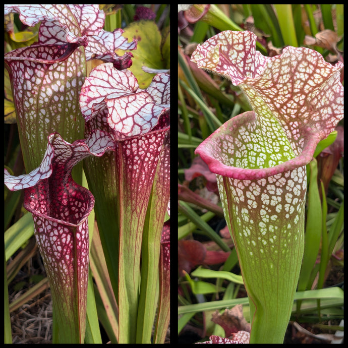 Sarracenia 'Drew McClain' x 'Megamouth' seeds