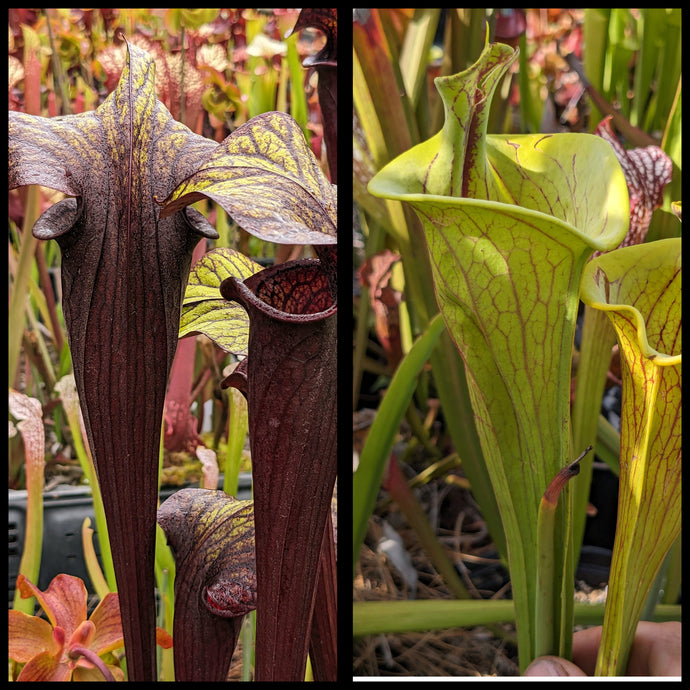 Sarracenia 'Black Widow' x flava 