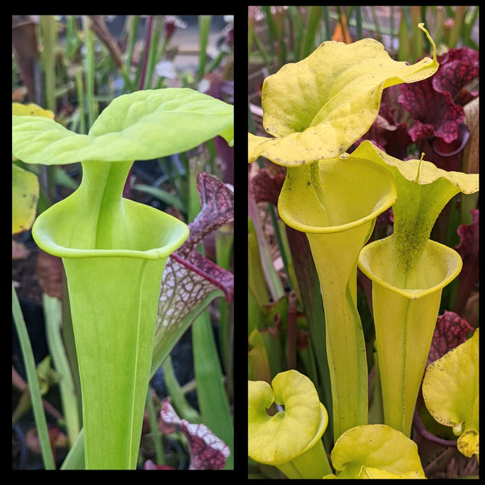 Sarracenia flava 