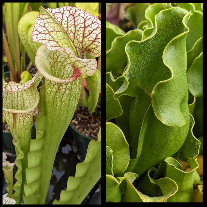 Sarracenia 