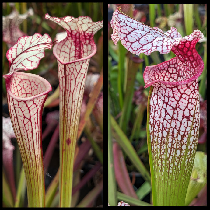 Sarracenia 'Iamsatyricon' x (Bud Wilkerson x Wilkerson's White Knight) seeds