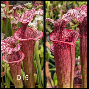 Sarracenia [(leucophylla "Purple Lips" x flava var ornata) x 'Adrian Slack'] x 'Ellie Wang' seeds