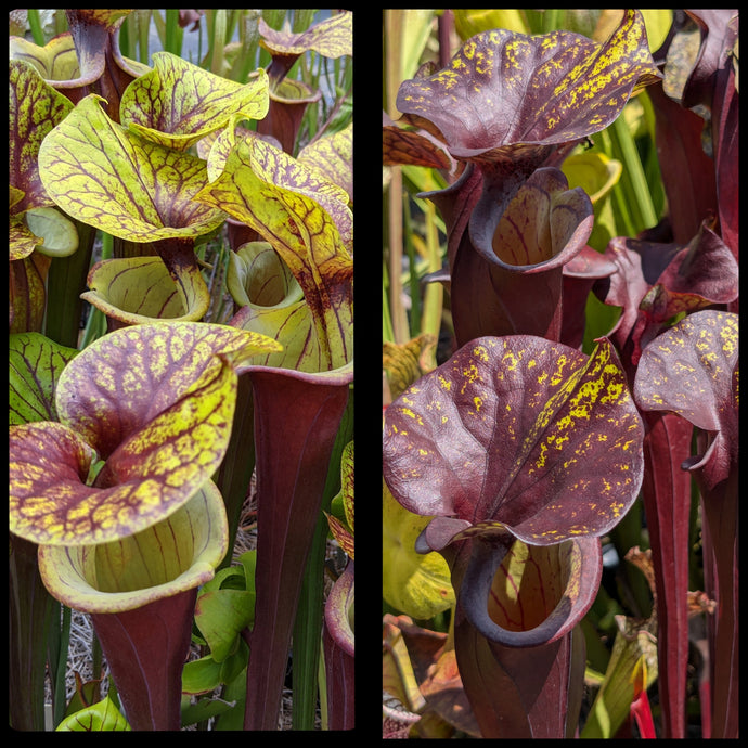 Sarracenia flava var rubricorpora x flava var rubricorpora 