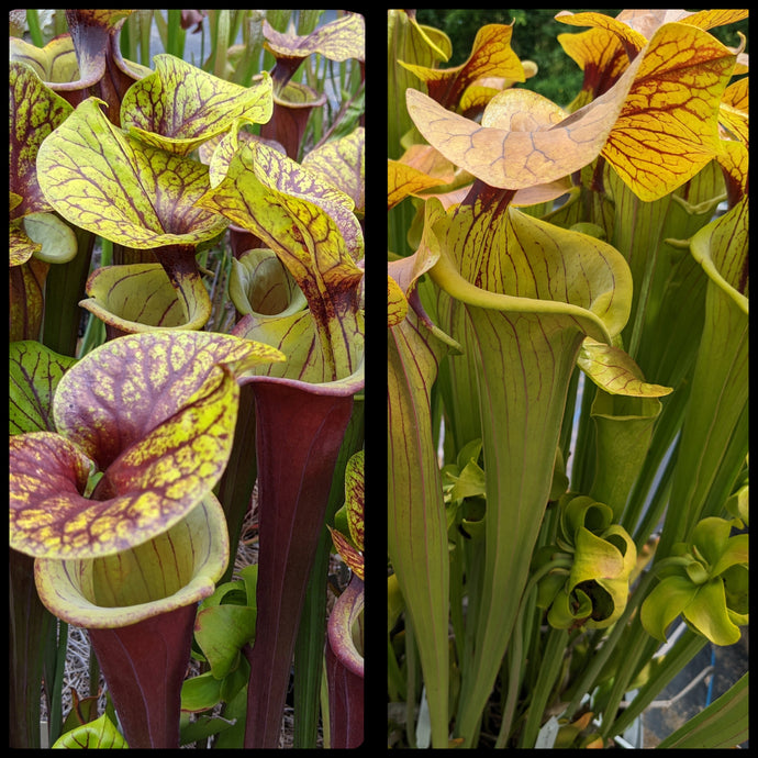 Sarracenia flava var rubricorpora x 