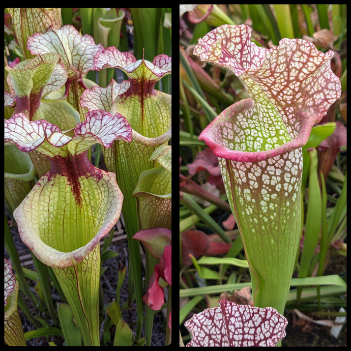 Sarracenia 'Leah Wilkerson' x 'Mega Mouth' seeds