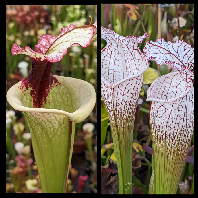 Sarracenia 'Legacy' x leucophylla 