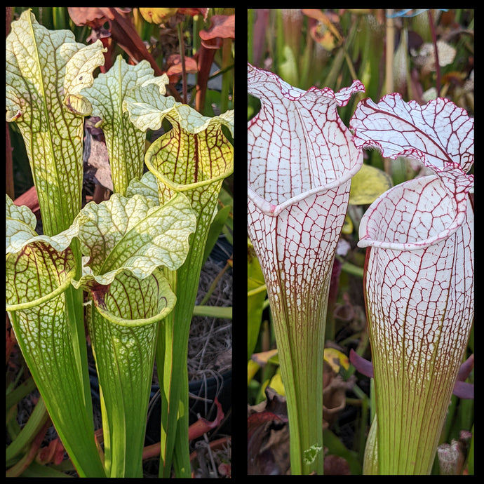 Sarracenia 'Leviathan' x leucophylla 