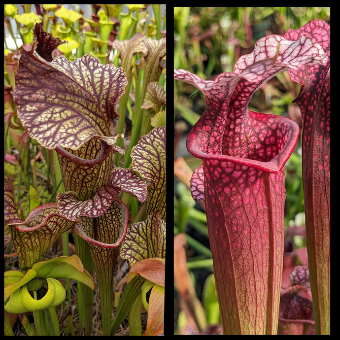 Sarracenia (leuc. x moorei) x 'Ellie Wang' seeds