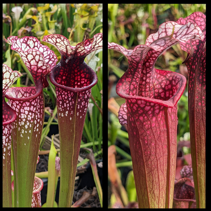 Sarracenia ('Lunchbox' x 