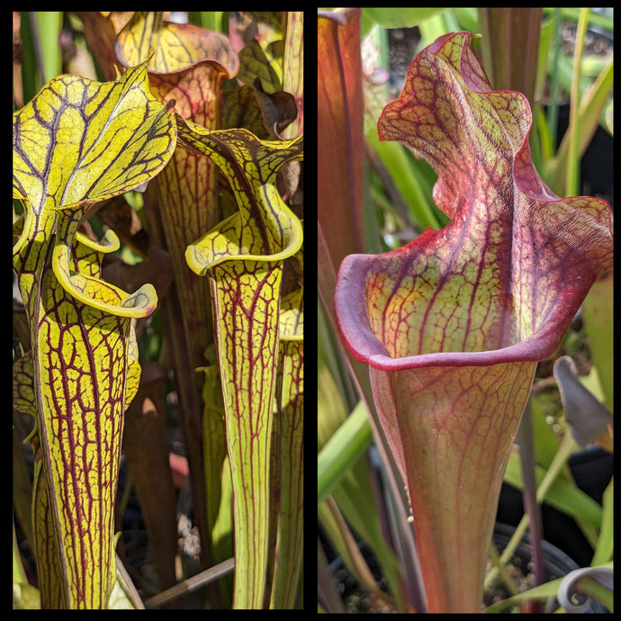 Sarracenia flava 